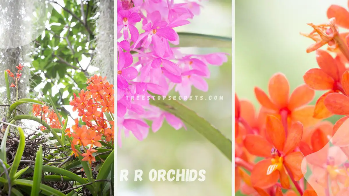 R R Orchids | Orchid Paradise in Loxahatchee Groves