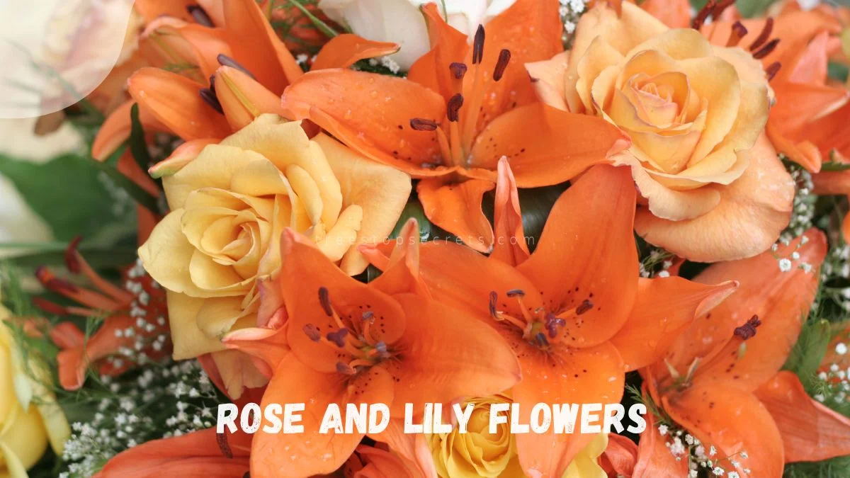 Rose and Lily Flowers: Allure & Elegance Guide