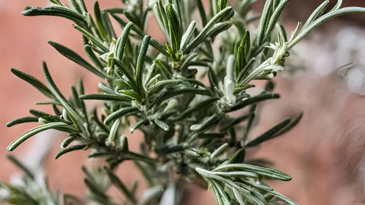 Why Is My Rosemary Plant Dying? Root Rot Solutions