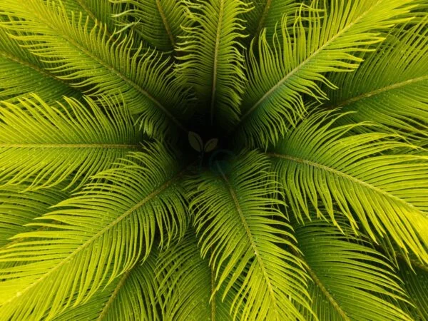 Sago Palm Leaves Turning Yellow? Tips to Revive Them