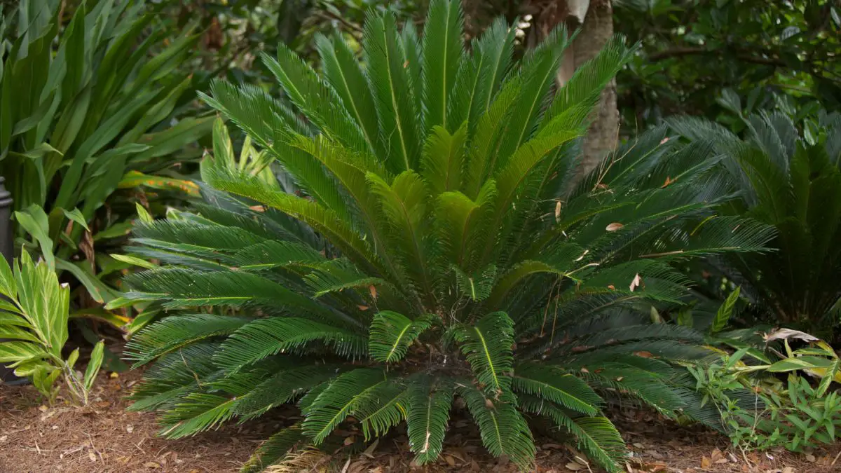 Sago Palm Leaves Turning Yellow? Tips To Revive Them