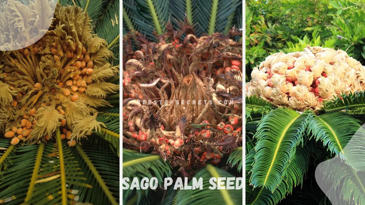 Eco-Friendly Gardening: Planting Sago Palm Seeds for a Greener Future