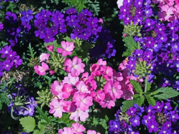 Good Flowers for Fall: 15 Vibrant Annuals for Autumn Gardens