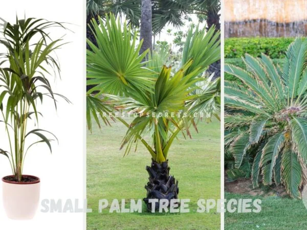 Small Palm Tree Species: 12 Unique Garden Enhancers