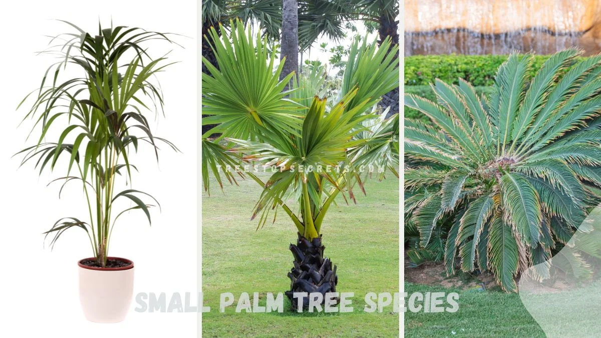 Small Palm Tree Species: 12 Unique Garden Enhancers
