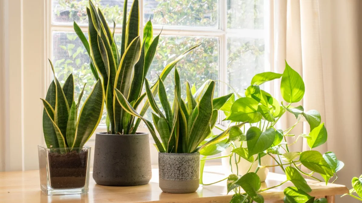 How Do I Know If My Snake Plant is Healthy: Complete Guide