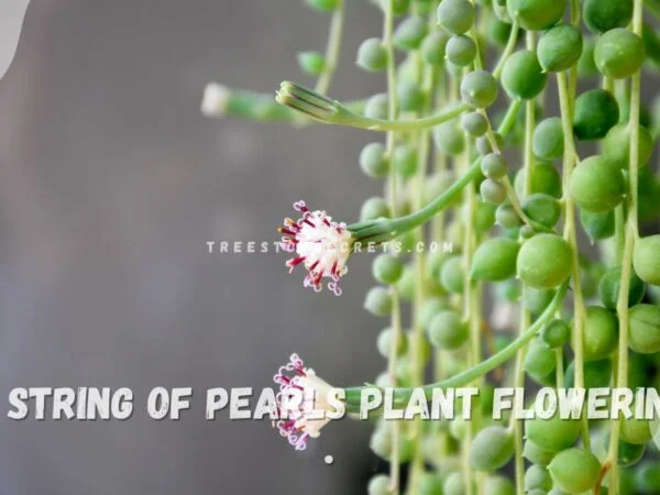 String of Pearls Plant Flowering: Secrets Unveiled