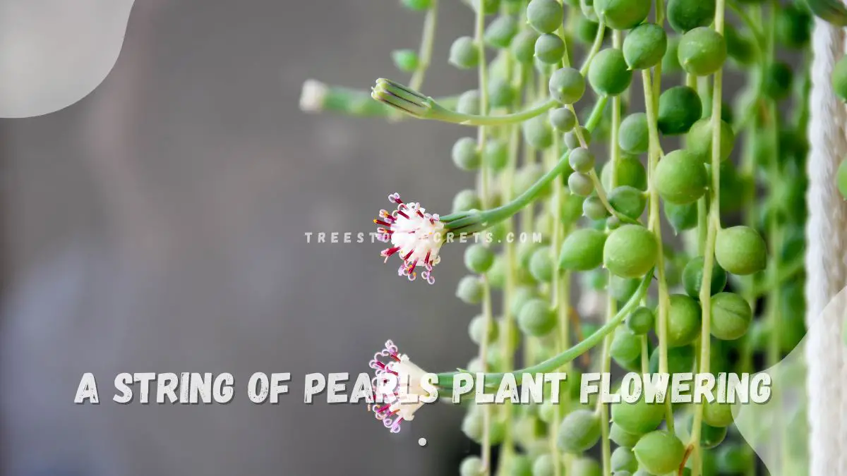 String of Pearls Plant Flowering: Secrets Unveiled