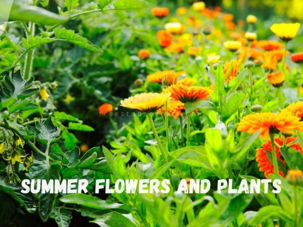 Summer Flowers and Plants: 30 Diverse Picks for Your Garden