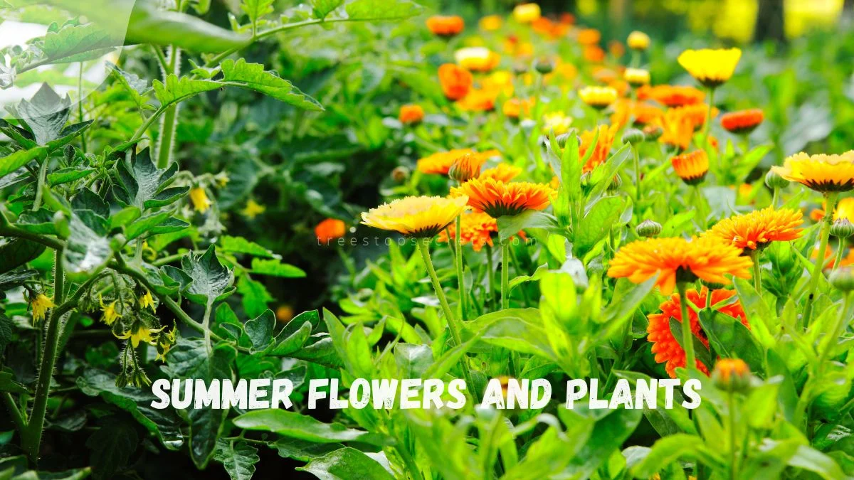 Summer Flowers and Plants: 30 Diverse Picks for Your Garden