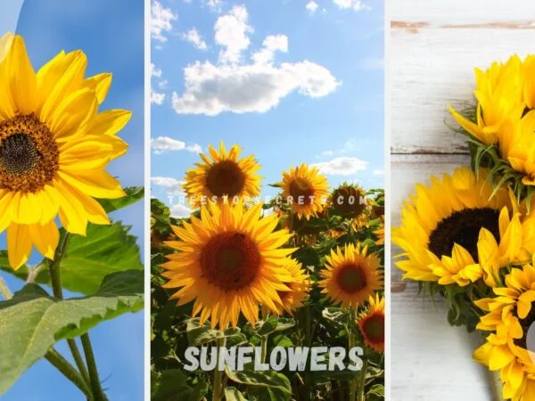 Sunflowers Definition: Types, Symbolism & History
