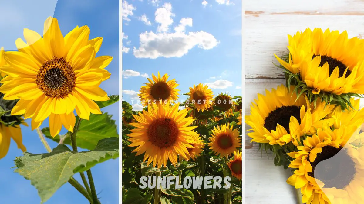 Sunflowers Definition: Types, Symbolism & History