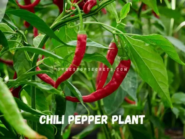 Sweet Chili Pepper Plant: Ultimate Growing Guide 🌶️