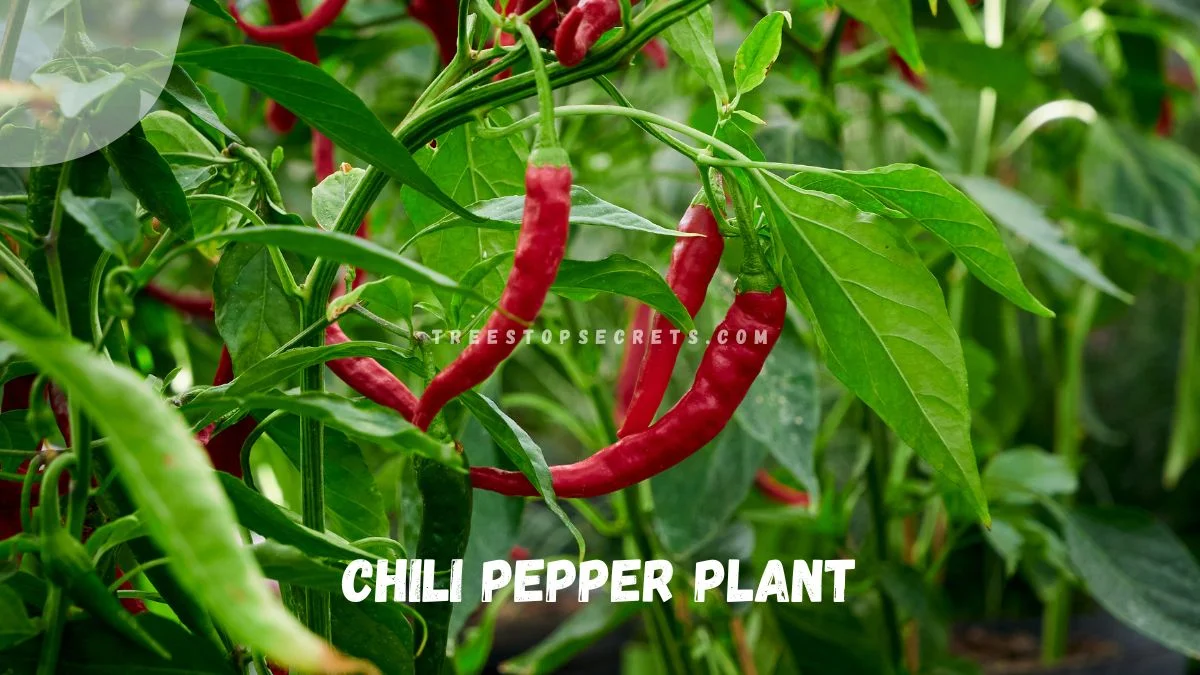 Sweet Chili Pepper Plant: Ultimate Growing Guide 🌶️
