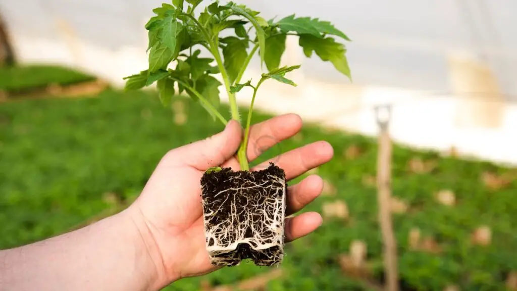Tips on Planting Tomato Plants