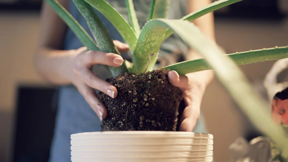 Transplanting Aloe Plants: Step-by-Step Guide