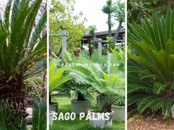 Transplanting Sago Palms: A Step-by-Step Guide