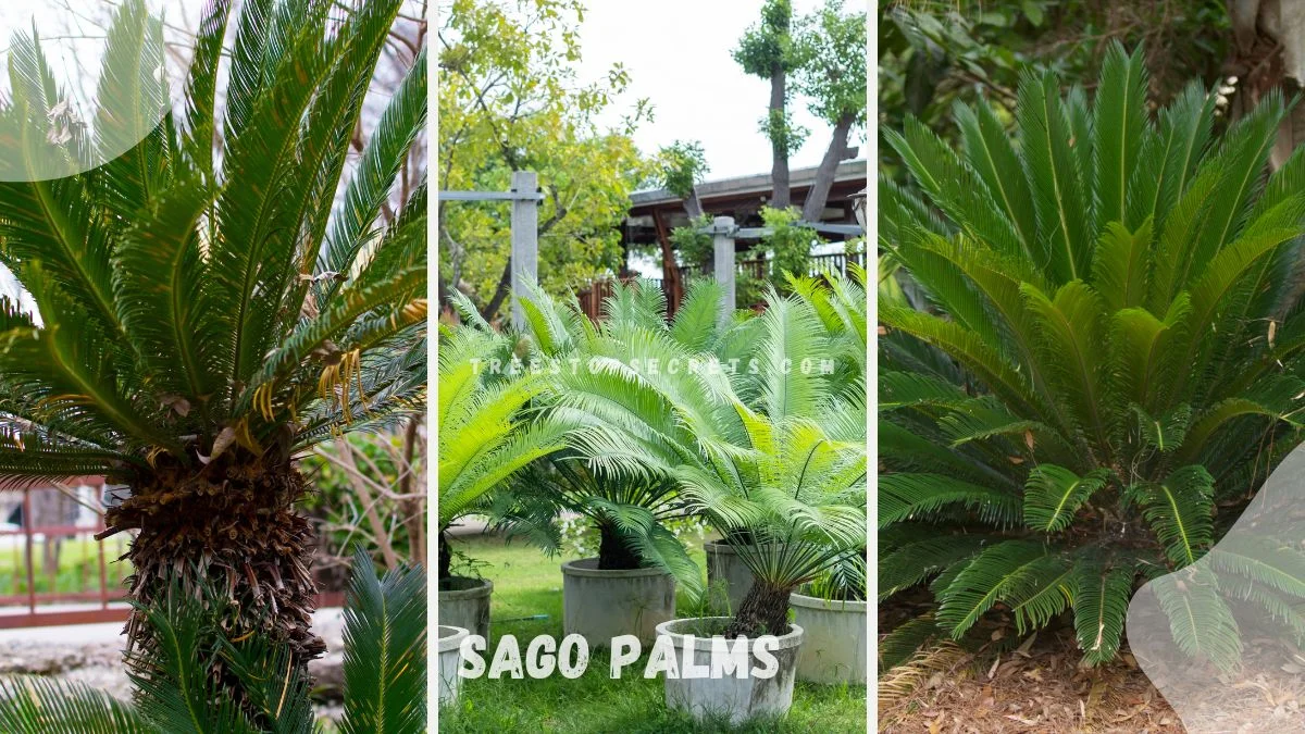 Transplanting Sago Palms: A Step-by-Step Guide