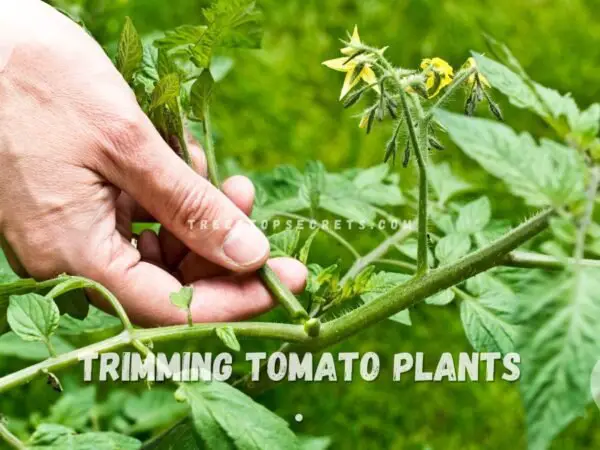Trimming Tomato Plants: Master Pruning Techniques