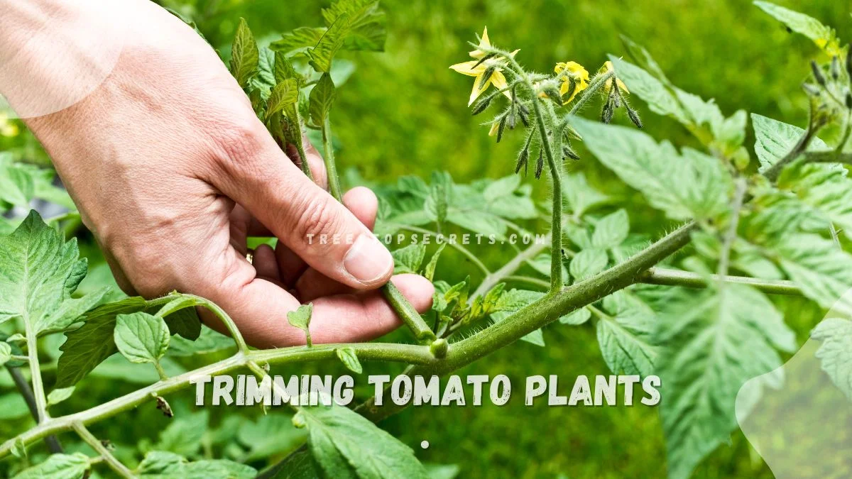 Trimming Tomato Plants: Master Pruning Techniques