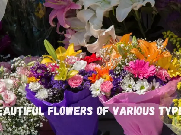 Types of Beautiful Flowers: Top 10 Stunning Blooms