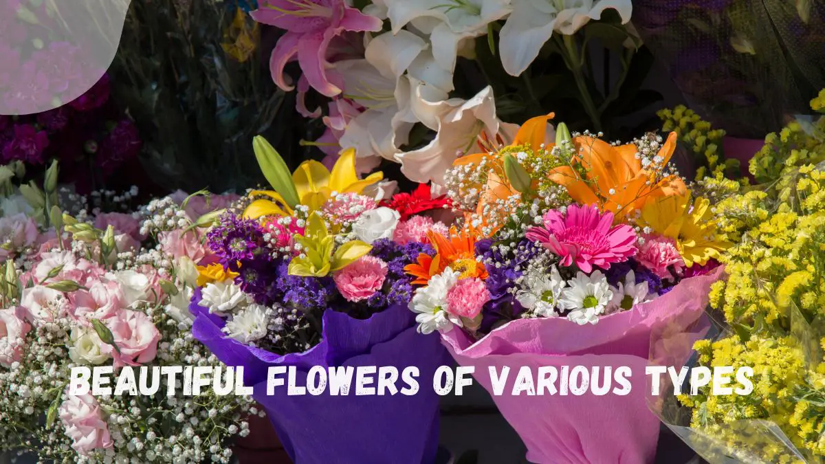 Types of Beautiful Flowers: Top 10 Stunning Blooms