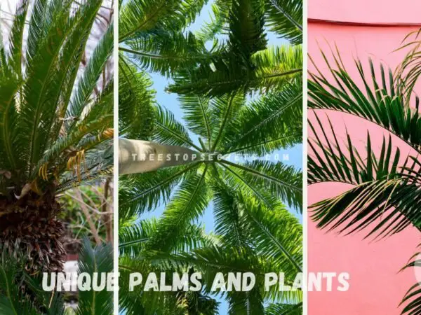 Unique Palms and Plants: Elegant Garden Accents