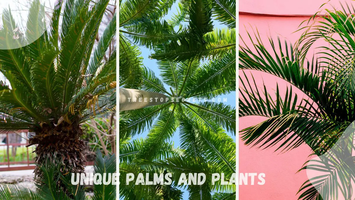 Unique Palms and Plants: Elegant Garden Accents