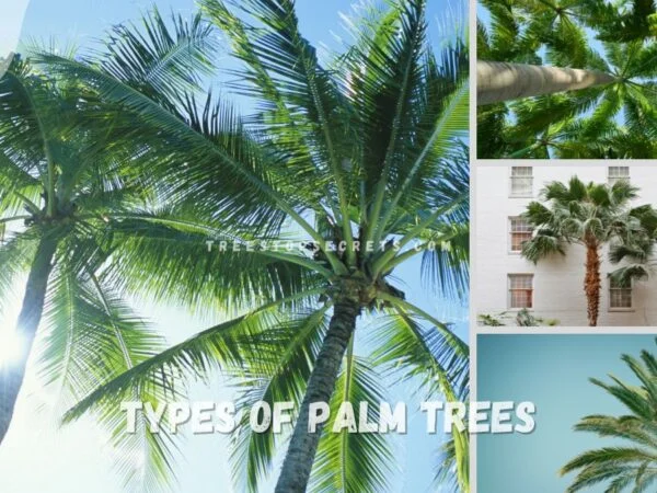 Various Types of Palm Trees: 12 Unique Varieties for Your Landscape