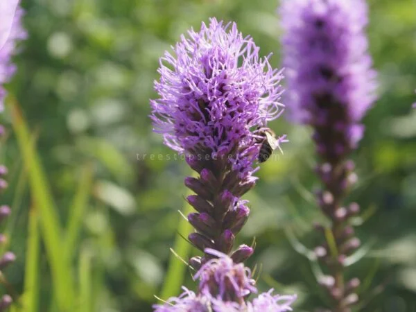 Lavender Look Alike Plant: Visual Guide