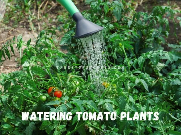 Watering Tomato Plants: Ultimate Guide