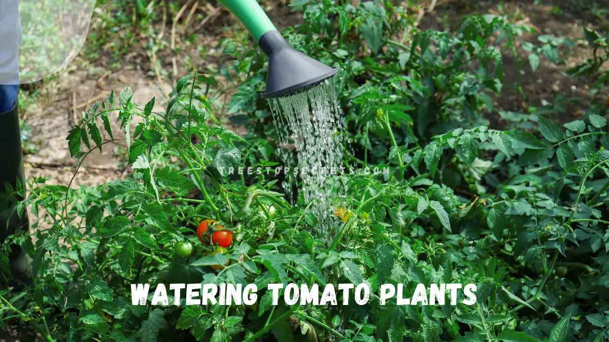 Watering Tomato Plants: Ultimate Guide