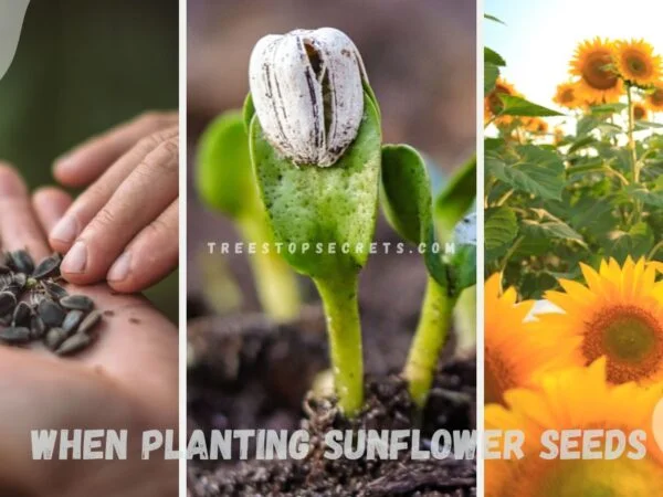 When Planting Sunflower Seeds: Best Time for Growth
