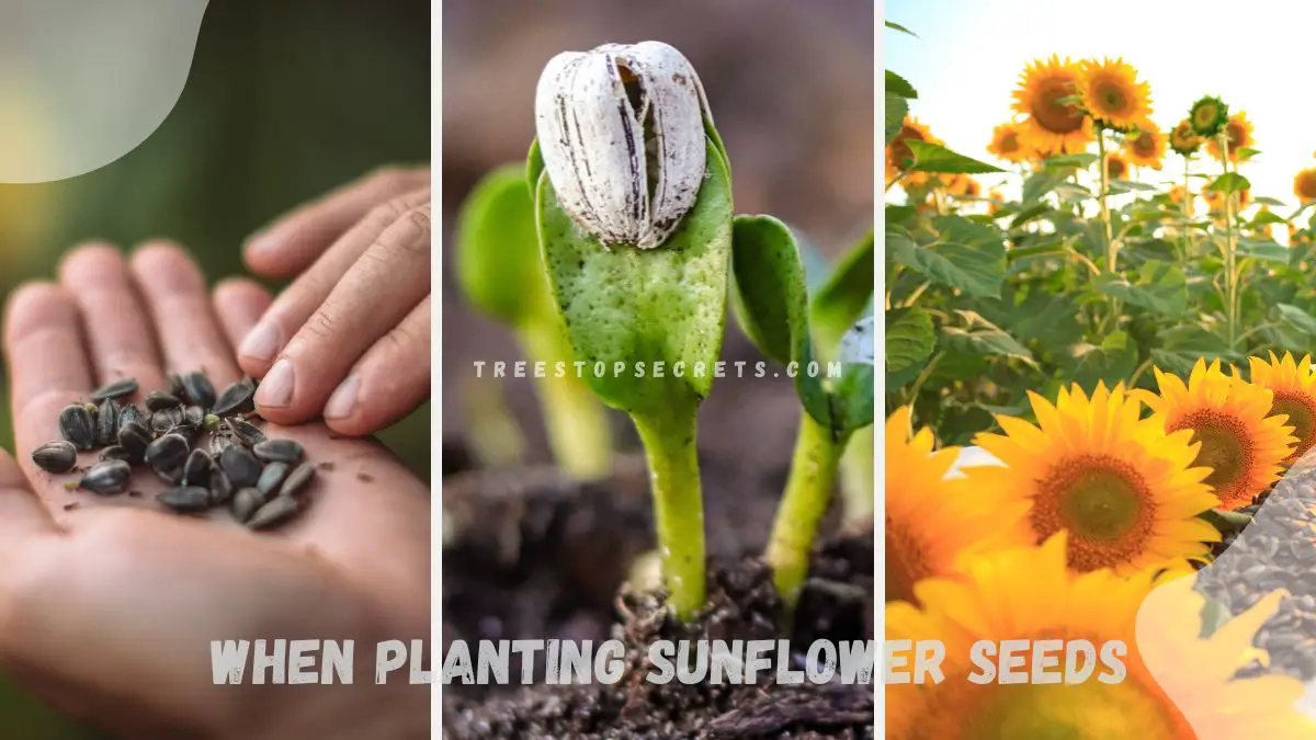 When Planting Sunflower Seeds: Best Time for Growth