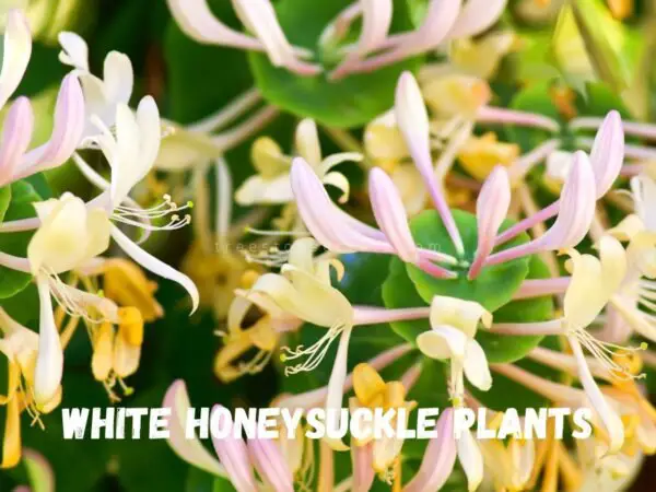 White Honeysuckle Plants: All About Lonicera albiflora