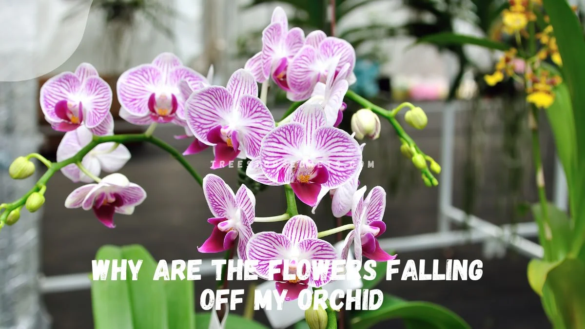 Why Are the Flowers Falling Off My Orchid? Causes & Fixes