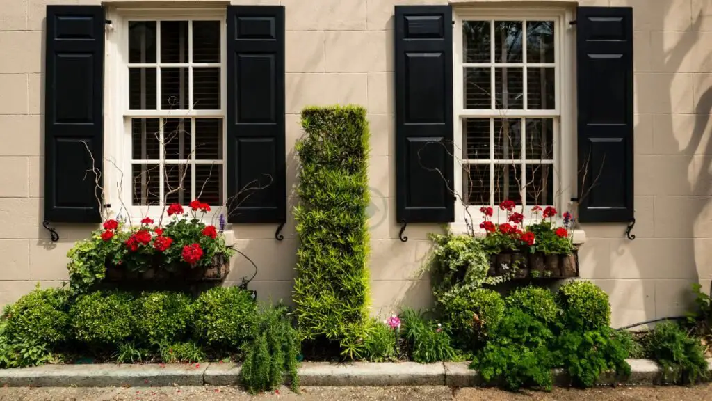 Choosing Plants for Window Boxes