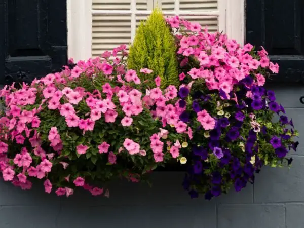 Window Boxes Plants: Seasonal Selection Guide