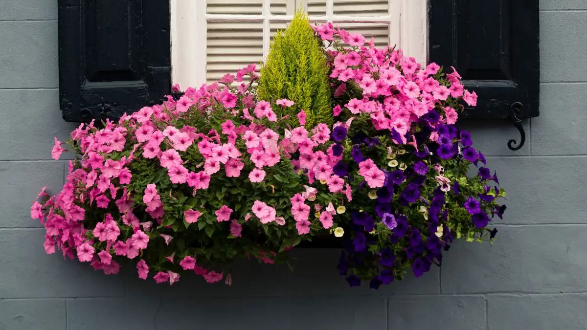 Window Boxes Plants: Seasonal Selection Guide