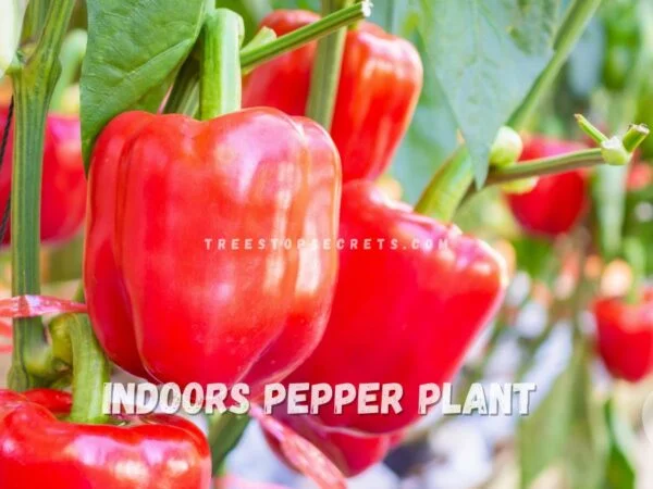 Growing a Pepper Plant Indoors: Ultimate Care Guide