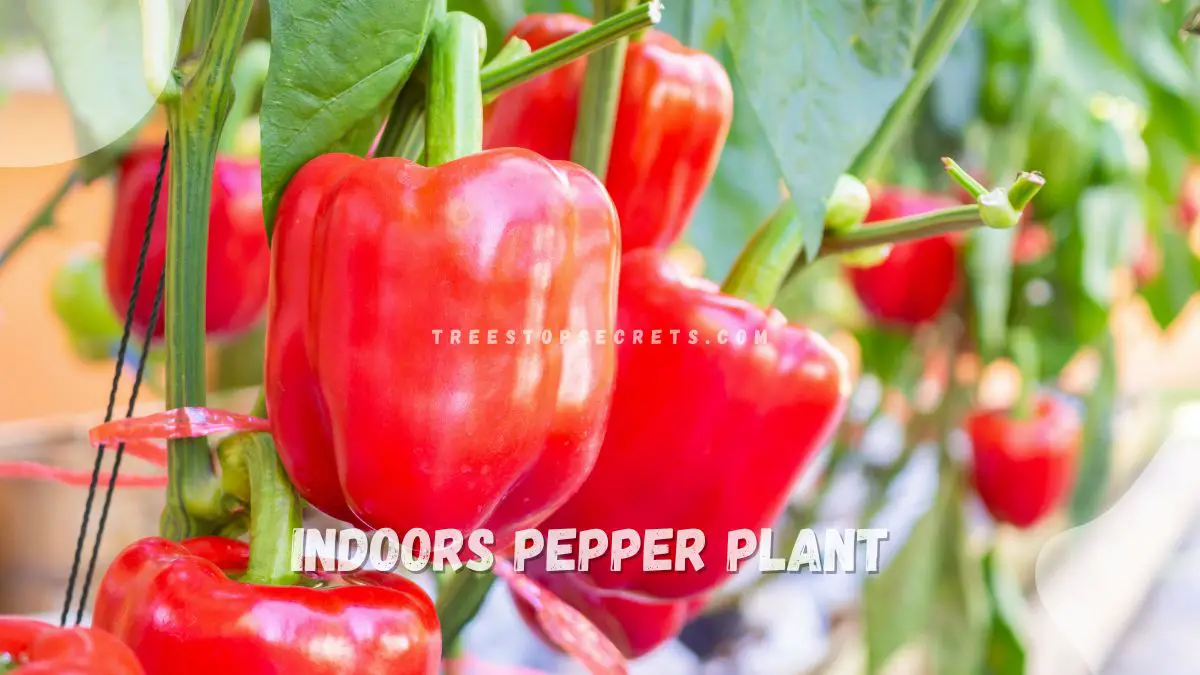 Growing a Pepper Plant Indoors: Ultimate Care Guide