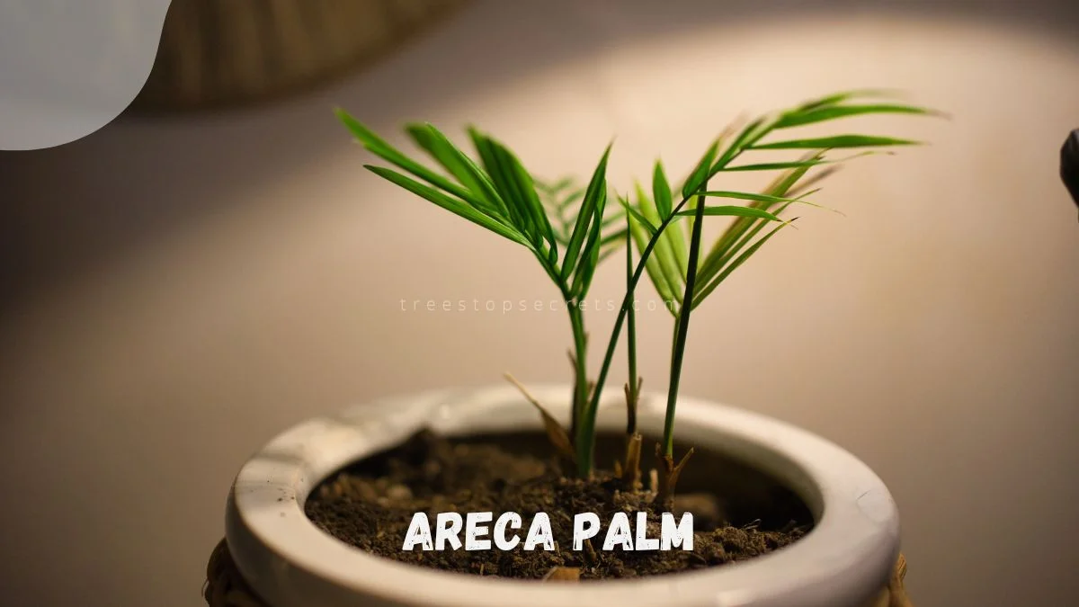 Household Palm Plants: Types & Care Guide
