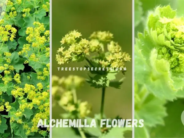 Alchemilla Flowers - A Comprehensive Guide