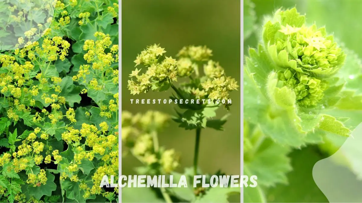 Alchemilla Flowers - A Comprehensive Guide