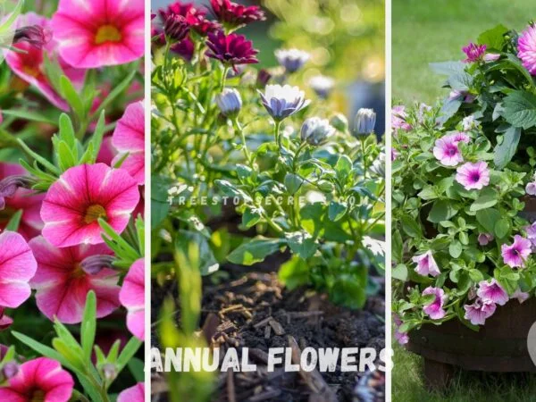 Annual Flowers What Does That Mean? Explained!