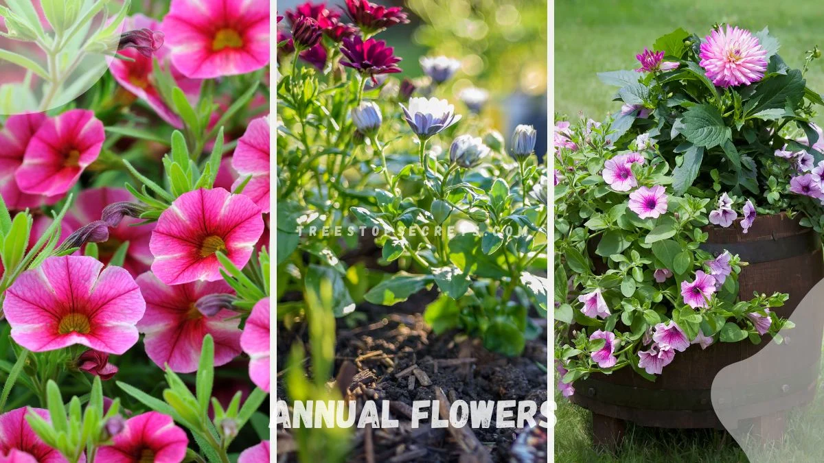 Annual Flowers What Does That Mean? Explained!