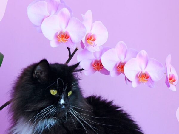 Are Orchids Harmful to Cats? Find Out at FelineFlora