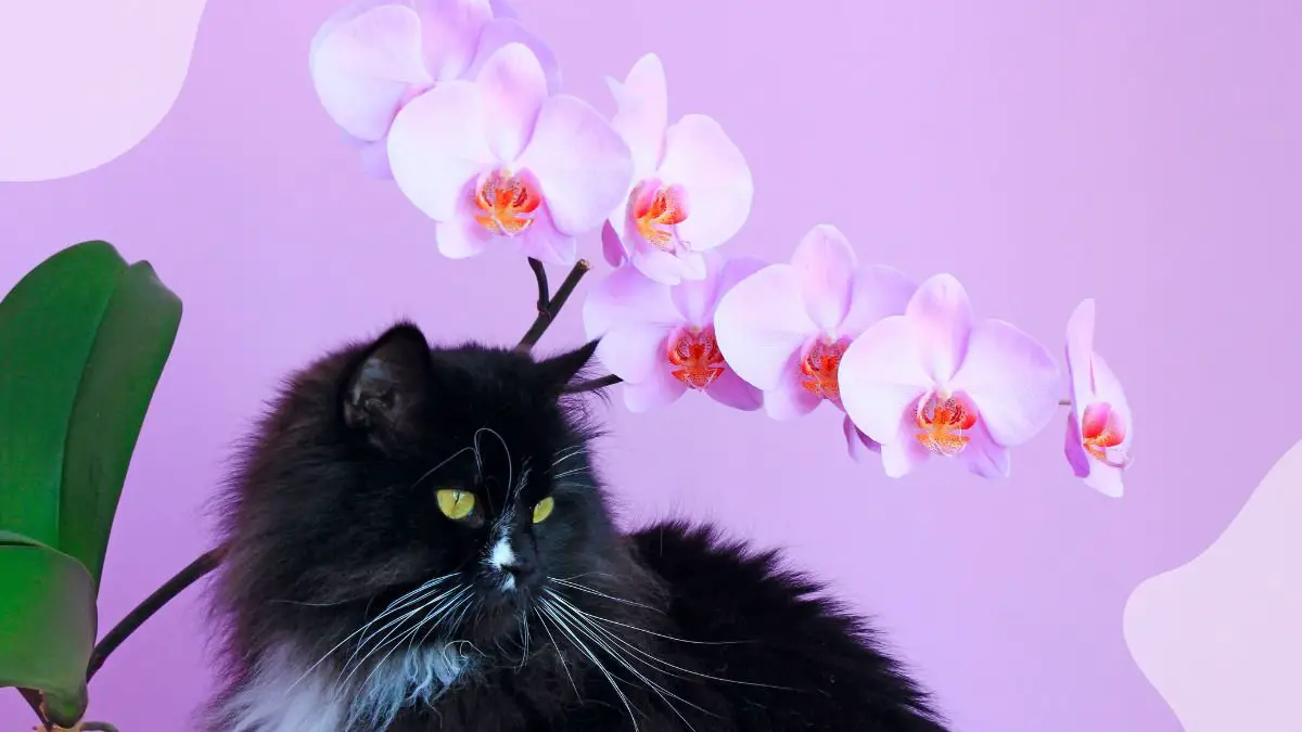 Are Orchids Harmful to Cats? Find Out at FelineFlora