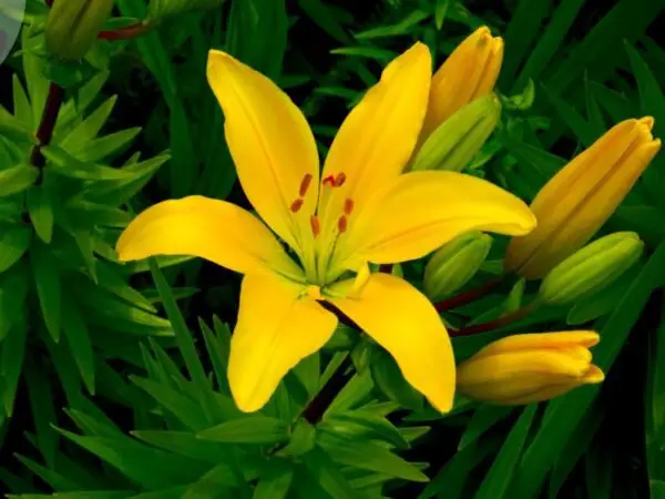 Asiatic Lily Plant Care: Essential Tips for Growth & Health