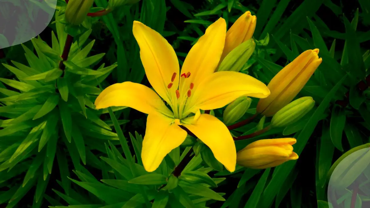 Asiatic Lily Plant Care: Essential Tips for Growth & Health